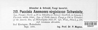 Puccinia anemones image